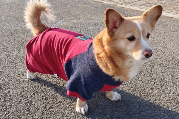 狗狗服装