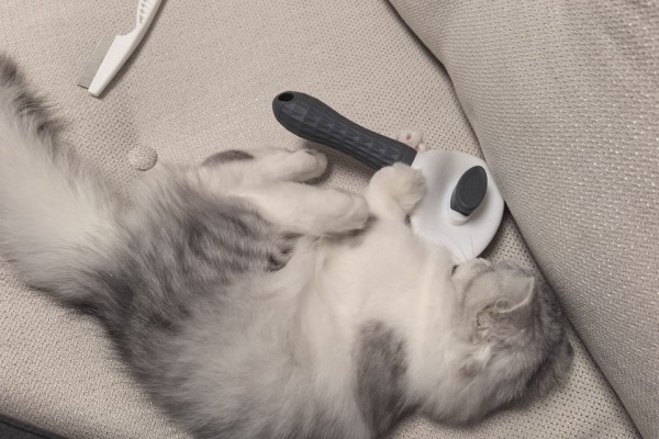 猫咪梳理