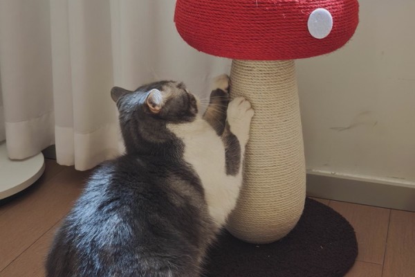猫抓板、玩具
