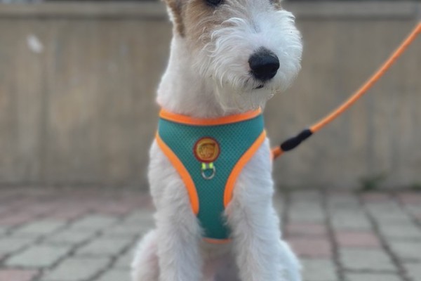 牵引绳、项圈、胸背