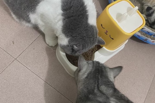 猫咪喂食器