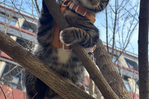 猫项圈、牵引绳、背带、名牌