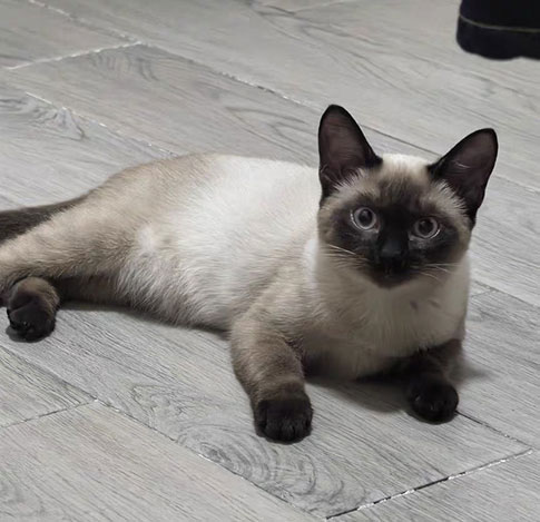 三大自主品牌成功上线