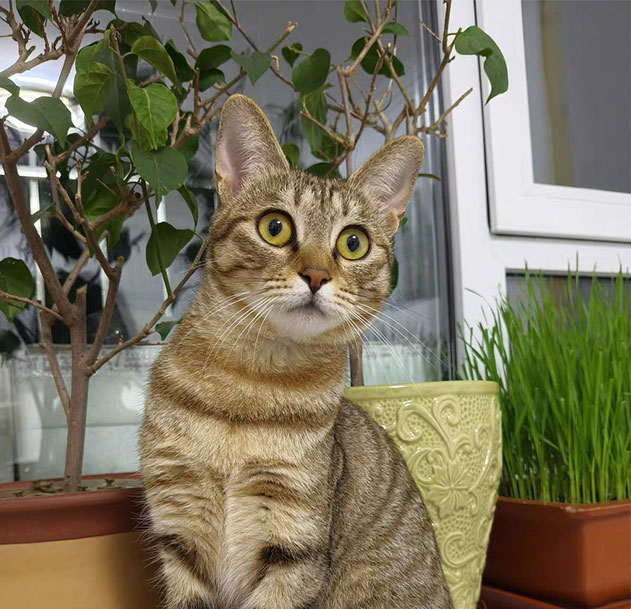 猫项圈、牵引绳、背带、标签