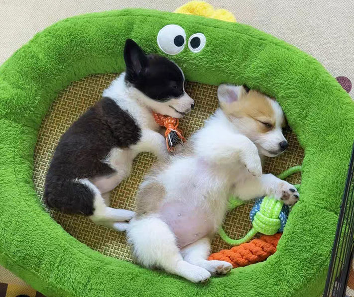 宠物健康产品线扩展