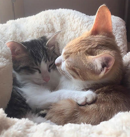 牵引绳、项圈、马具